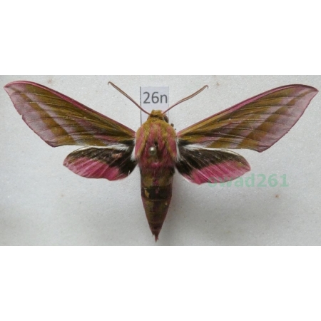 Deilephila elpenor (Linnaeus, 1758) Zmrocznik gładysz Poland26n